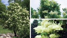 four different types of trees and shrubs in various stages of blooming, from green to white