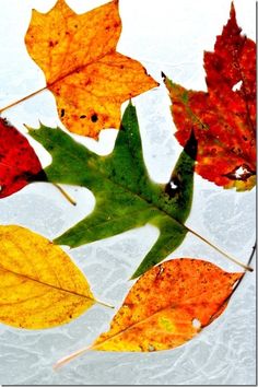 several different colored leaves floating on top of the snow covered ground with water droplets in it