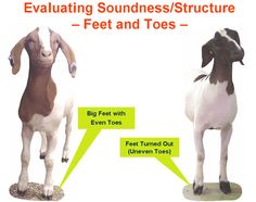 two goats standing next to each other in front of a white background with the words evaluating soundness / structure - feet and toes