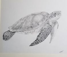 a pencil drawing of a sea turtle