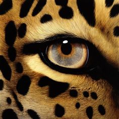 the eye of a cheetah with black spots on it's face and eyes