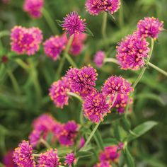 purple flowers with green leaves in the background