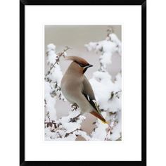 a bird sitting on top of a tree branch covered in snow