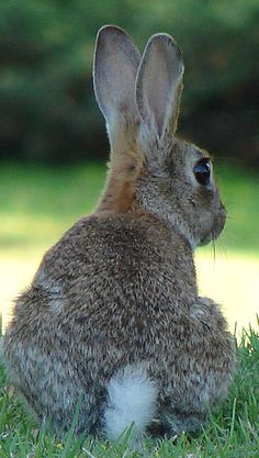 a rabbit is sitting in the grass looking at something