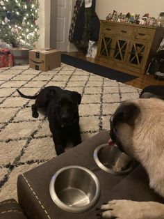 two dogs eating food out of their bowls on the floor in front of a christmas tree