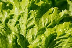 closeup of green leafy plants in the sun