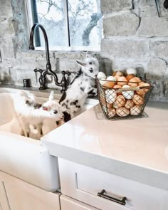 two goats in a kitchen sink next to a basket of eggs and an egg holder