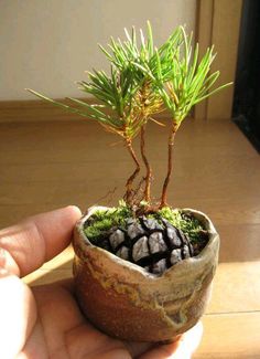 a hand holding a small potted plant in it's palm tree shape container