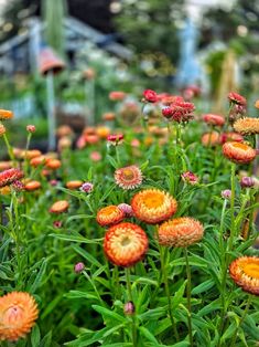 many orange and red flowers in a garden