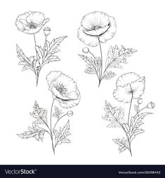 four poppys with leaves and buds in black and white ink on a white background