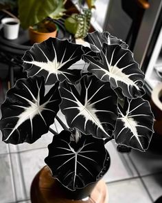 a black and white plant in a vase on a table