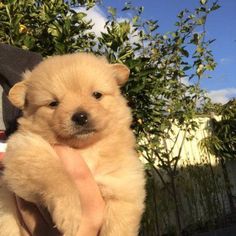 a person holding a puppy in their arms