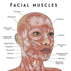 Skin Anatomy Drawing, Cosmetic Nurse Injector, Aesthetic Injector Instagram, Cosmetic Injectables Aesthetic, Cosmetic Dermatology Aesthetic, Facial Anatomy For Injectors, Cosmetic Nurse Aesthetic, Esthetics Photos