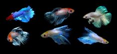 five different colored fish are shown in the dark water, one is blue and one is red