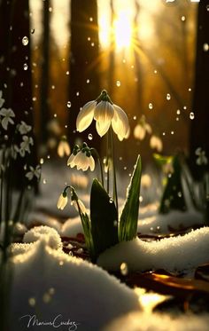 the sun shines brightly behind snow - covered flowers