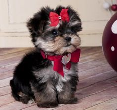 a small dog with a red bow on it's head sitting in front of a ball