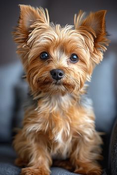 a small brown dog sitting on top of a couch