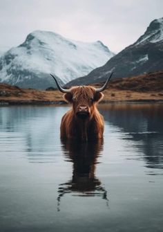 an animal with long horns standing in the water near some snow covered mountain peaks,