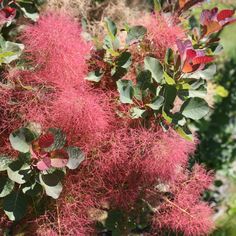 pink flowers and green leaves in a bushy area with shrubbery behind the bushes