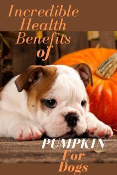 a dog laying on the ground next to some pumpkins and an inscription that reads incredible health benefits of pumpkin for dogs