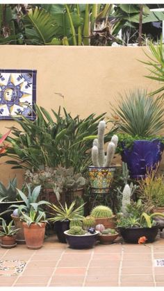 many potted plants are on the ground near a wall with blue and yellow tiles