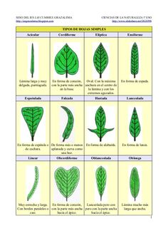 an image of different types of leaves and their names in spanish, english or french