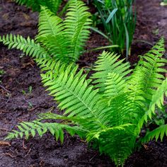 some very pretty green plants in the dirt