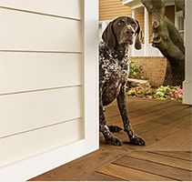 a dog is looking out the front door