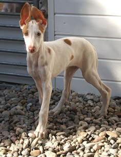 a white and brown dog standing on top of rocks next to a garage door,