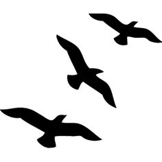 three birds flying in the sky together