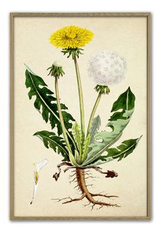 an illustration of dandelion with roots and leaves