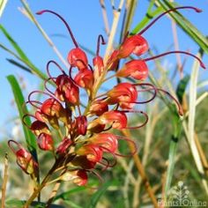 the red flowers are blooming on the tall green plant in the field with blue sky behind them