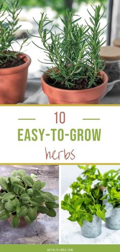 herbs in pots with text overlay that says 10 easy - to - grow herbs