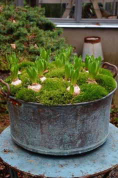 a metal bucket filled with lots of green plants