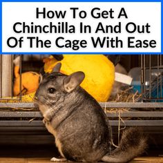 a chinchilla sitting on the floor in front of a cage