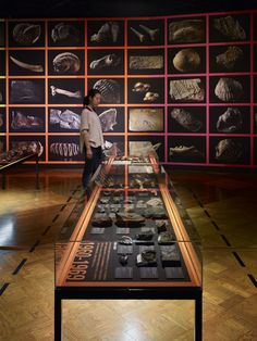 a man standing in front of a display case filled with rocks and fossil specimens on wooden flooring