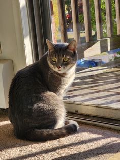 a cat sitting in front of a sliding glass door