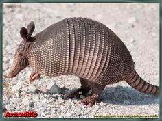 an armadile walking on the ground with it's foot in the sand