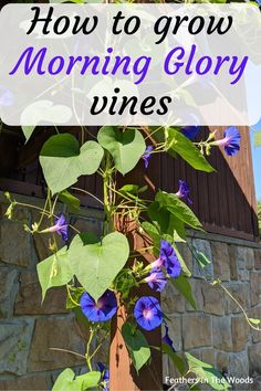 blue flowers growing on the side of a building with text overlay reading how to grow morning glory vines