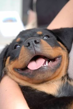 a person holding a small dog with its tongue out and it's mouth open