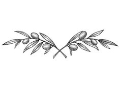 an olive branch with leaves on it