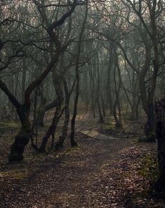 a path in the woods with lots of trees