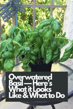 Observe the wilted leaves, yellowing foliage, and droopy stems that indicate excess watering. Understand the underlying causes of overwatering and implement effective remedies to restore your basil's health. Adjust your watering schedule, improve drainage, and provide proper airflow to prevent further damage. IG Photo by: basil_plant Basil Plant, Plant Stem, Yellow Leaves, Self Watering, What You Can Do, Plant Care, Basil, You Can Do, Herbs