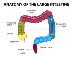 the anatomy of the large intestine