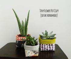 three potted plants sitting on top of a wooden table