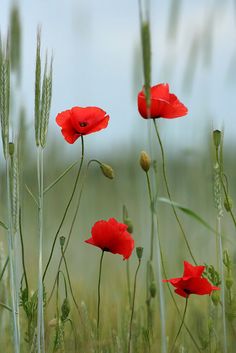 some red flowers are growing in the grass