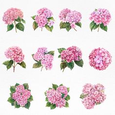 a bunch of pink flowers on a white background