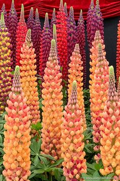 many different colored flowers are growing in the garden with red velvet curtains behind them on display