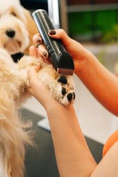 a person holding a remote control in their hand and petting a dog's paw