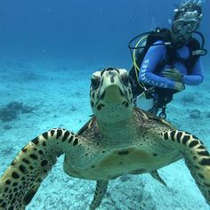 a man scubas next to a turtle in the ocean while another person swims nearby